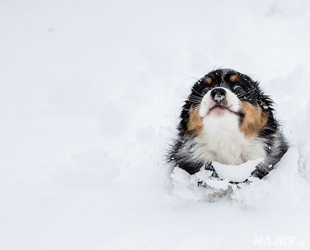 animals-and-first-snow-dog-2__700