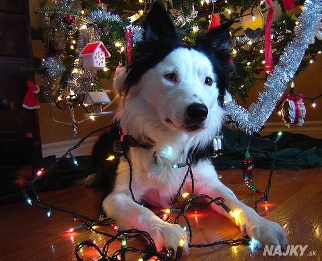 christmas-lights-dog.68731016