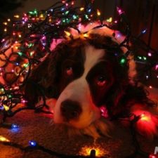 dog-christmas-fairy-lights-5.31532501