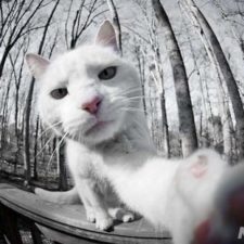 Selfie-Animals-1