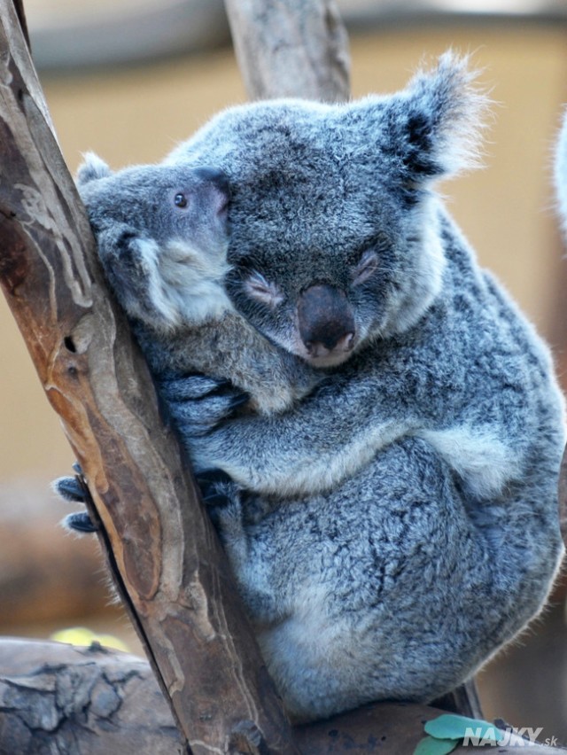 koalaparent