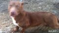 pitbull-dachshund-mix-breed-dog-rami-2