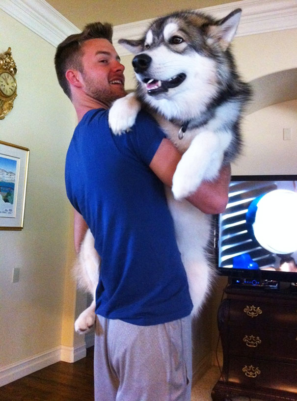 http://www.reddit.com/r/aww/comments/1f3xwn/my_80_pound_malamute_still_likes_to_be_held_as/
