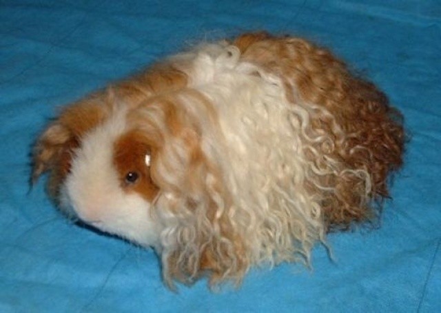 http://www.reddit.com/r/aww/comments/x7hln/so_we_grew_out_our_guinea_pigs_hair/