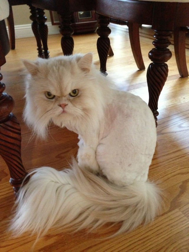 http://www.reddit.com/r/aww/comments/1an7sw/my_cat_was_not_as_happy_to_receive_the_lion_hair/