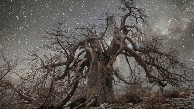 ancient-oldest-trees-starlight-photography-beth-moon-11