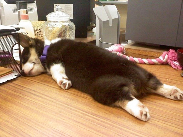 http://www.boredpanda.com/take-your-dog-to-work-day-office-photos/