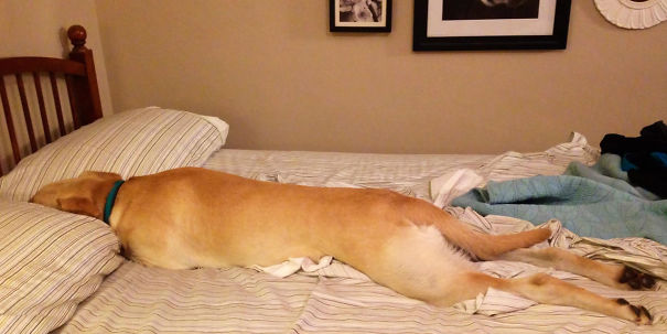 http://www.dogshaming.com/category/bed-hogs/page/10/