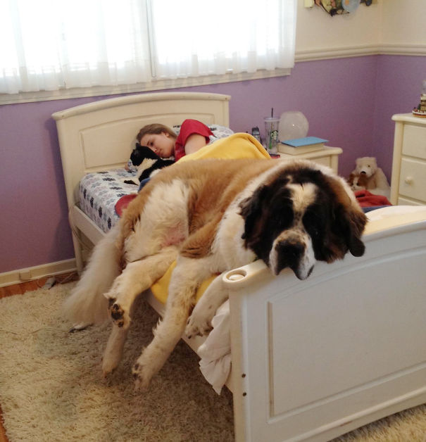http://www.reddit.com/r/aww/comments/17dphc/i_think_i_need_a_bigger_bed/