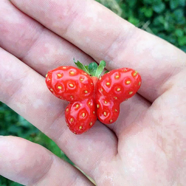 http://www.reddit.com/r/pics/comments/3abown/here_is_a_strawberry_shaped_like_a_butterfly/