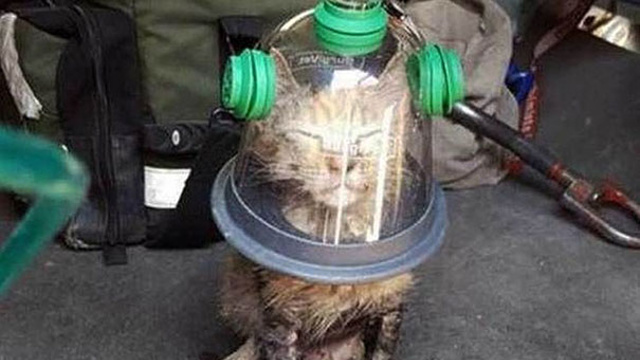 cat-revived-oxygen-mask-fire-department-1