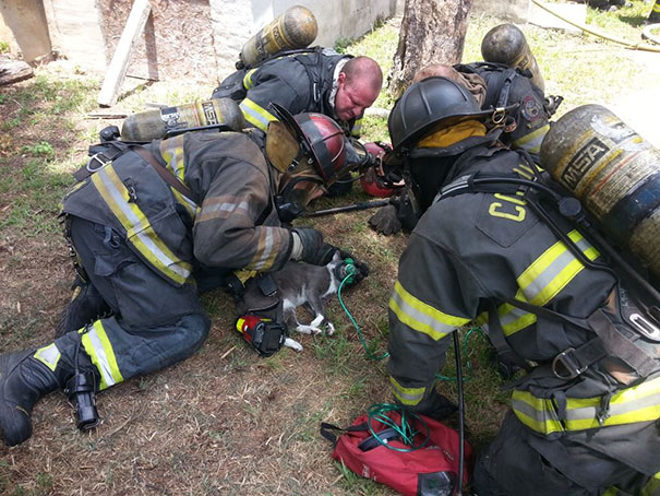 http://laughingsquid.com/new-orleans-fire-department-revives-unconscious-cat-with-a-specially-designed-oxygen-mask/