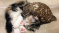 kitten-owl-best-friends-fuku-marimo-hukulou-coffee-japan-17