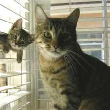 cat-and-mini-me-counterpart-16__700