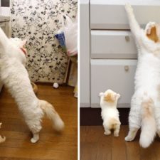 cat-and-mini-me-counterpart-391__700