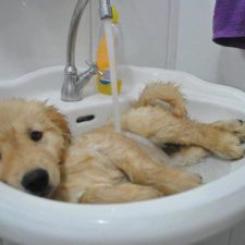Aj zvieratá si dokážu užiť kúpeľ