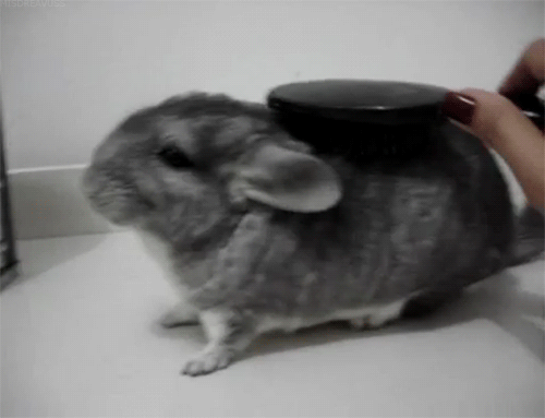 http://giphy.com/gifs/bunny-TNweFgoVQ9wDS