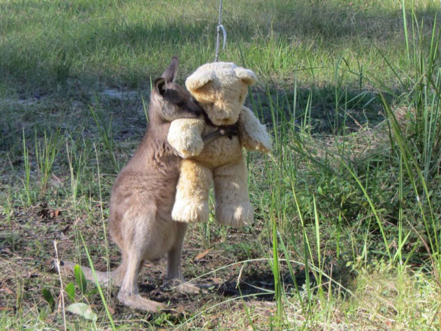 http://www.boredpanda.com/orphaned-kangaroo-teddy-bear/