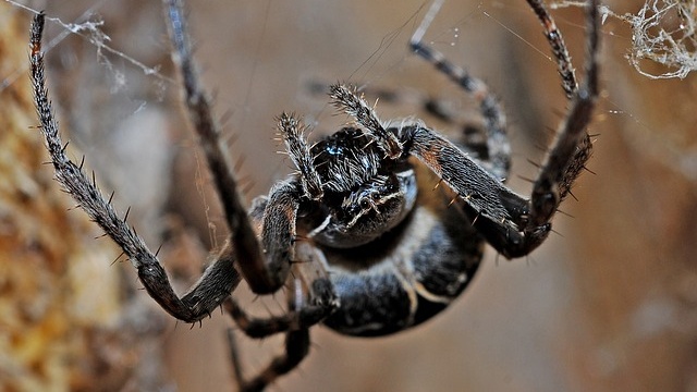 Pavúky vedia aj lietať - nové zistenie priamo od vedcov!