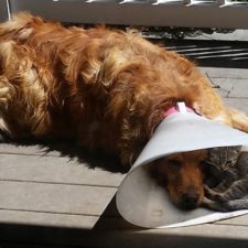 cats-and-dogs-getting-along-1__605