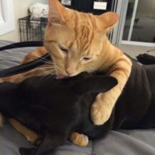 cats-and-dogs-getting-along-21__605