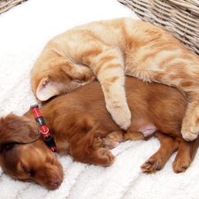 cats-and-dogs-getting-along-241__605