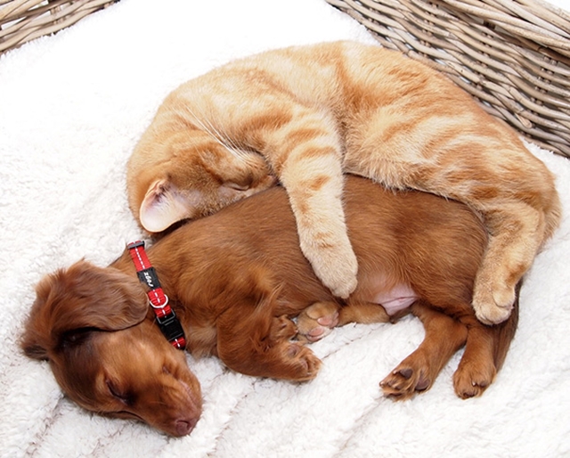 cats-and-dogs-getting-along-241__605