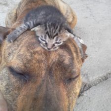 cats-and-dogs-getting-along-25__605
