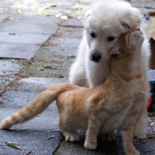 cats-and-dogs-getting-along-28__605
