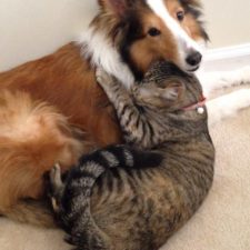 cats-and-dogs-getting-along-291__605