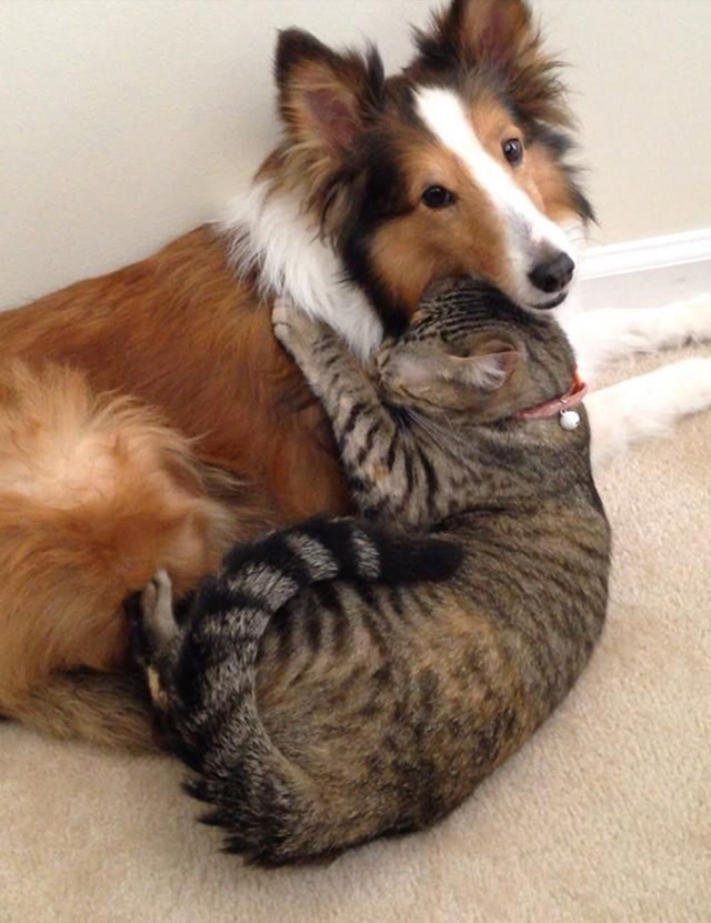 cats-and-dogs-getting-along-291__605