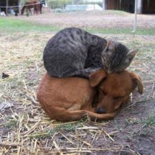 cats-and-dogs-getting-along-42__605