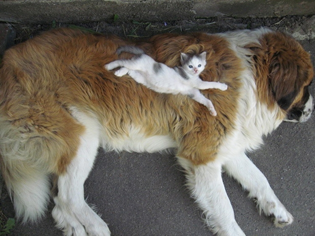cats-and-dogs-getting-along-44__605