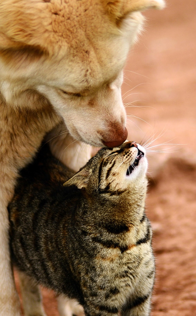 cats-and-dogs-getting-along-49__605