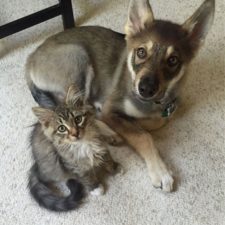 cats-and-dogs-getting-along-4__605
