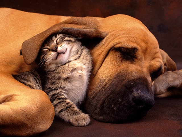 cats-and-dogs-getting-along-53__605