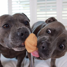 cute-dog-brothers-staffie-pit-bull-terriers-blueboys-120