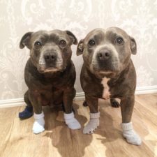 cute-dog-brothers-staffie-pit-bull-terriers-blueboys-51