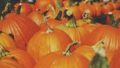 pumpkins-691666_640
