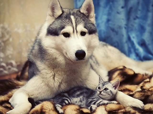 XX-Cats-And-Dogs-Getting-Along-12__605