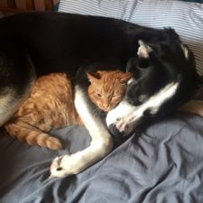XX-Cats-And-Dogs-Getting-Along-14__605