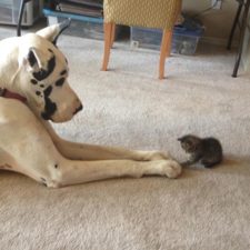 XX-Cats-And-Dogs-Getting-Along-1__605