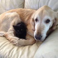 XX-Cats-And-Dogs-Getting-Along-7__605