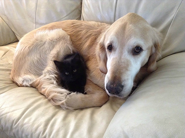 XX-Cats-And-Dogs-Getting-Along-7__605