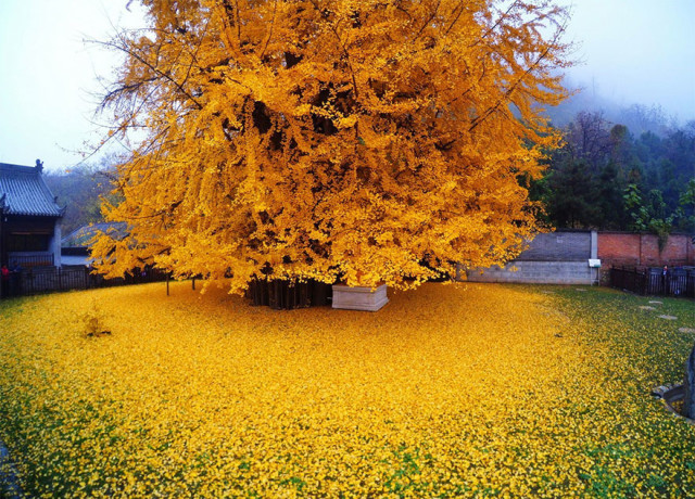 1400 old ginkgo tree yellow leaves buddhist temple china 1.jpg