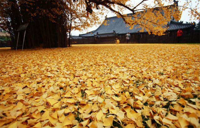 1400 old ginkgo tree yellow leaves buddhist temple china 3.jpg