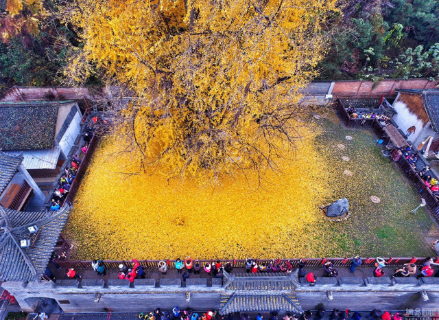 1400 old ginkgo tree yellow leaves buddhist temple china 5.jpg
