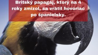 Britsky papagaj ktory na 4 roky zmizol sa vratil hovoriac po spanielsky..jpg