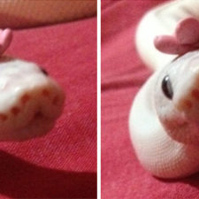 Cute snakes wear hats 120__700.jpg