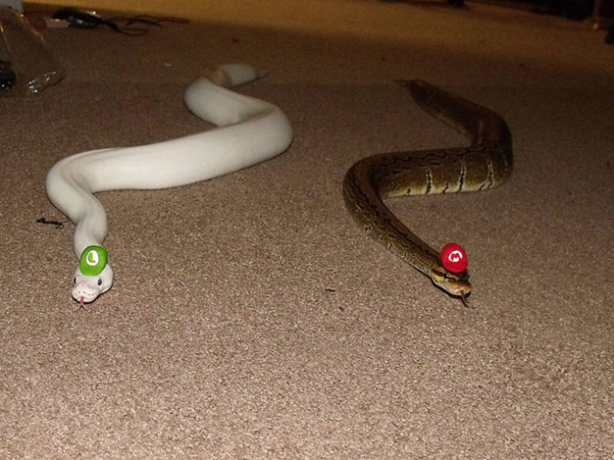 Cute snakes wear hats 84__700.jpg